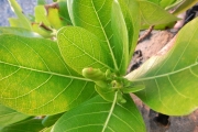 <strong>Gardenia taitensis - Ramon, Laurence - 32</strong><br />© Gâteblé Gildas